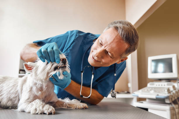 Best Emergency Dental Care for Broken or Chipped Teeth in Delcambre, LA